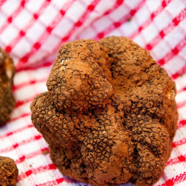 truffles, fungus, luxury, gastronomy, truffles, truffles, truffles, truffles, truffles